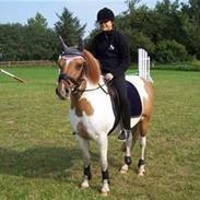 Anden særlig race Troja (SOLGT)