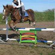 Hollandsk Sportspony Jolanda R.I.P