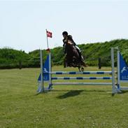 Hollandsk Sportspony Jolanda R.I.P