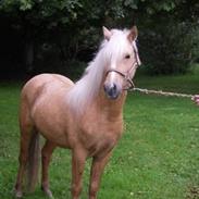 Islænder Feykier*Solgt*