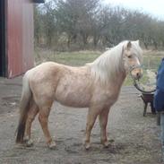 Islænder Feykier*Solgt*