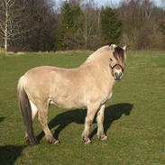 Fjordhest Enebakkens Zulu R.I.P ( aflivet pga. Cushing)