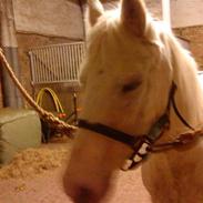 Anden særlig race Kaiser wilhelm