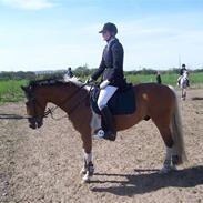 Anden særlig race Picasso 