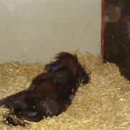 Miniature *Lille Ronja*