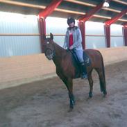 Palomino Ac Izadd (R.I.P):'/