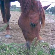 Palomino Ac Izadd (R.I.P):'/