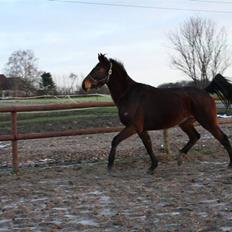 Anden særlig race Brahsal's City Glam_SOLGT