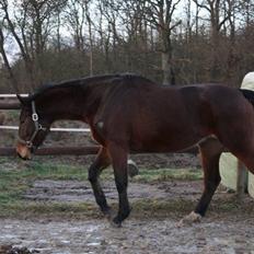 Anden særlig race Brahsal's City Glam_SOLGT