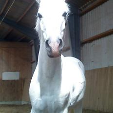 Anden særlig race Toby