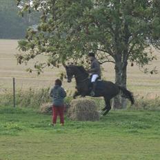 Anden særlig race Firenze