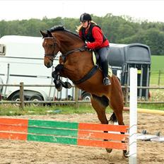 Dansk Varmblod Regitze