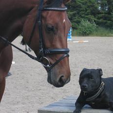 Dansk Varmblod Regitze