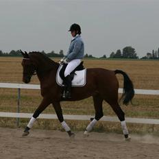 Dansk Varmblod Regitze