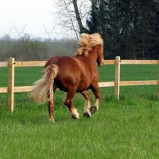 Anden særlig race Anton