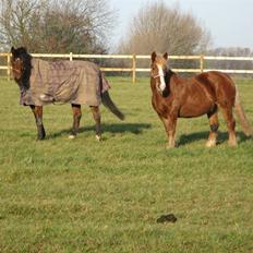 Anden særlig race Anton