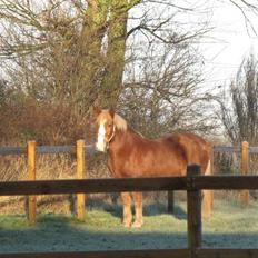Anden særlig race Anton