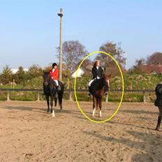 Dansk Varmblod Sabrina Sold