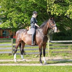 Hannoveraner Pik Pikeur 