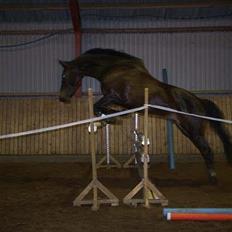 Dansk Varmblod Meningo