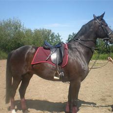 Dansk Varmblod Meningo