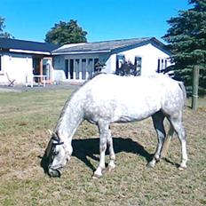 Welsh Pony (sec B) Klintholm's Sir Charles