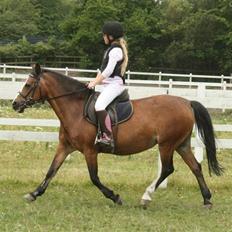 Welsh Pony af Cob-type (sec C) Polly Crown  R.I.P :'( <3