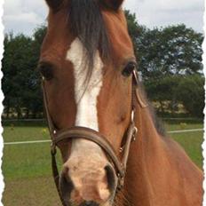 Sportsaraber (A) princess (solgt) ;(