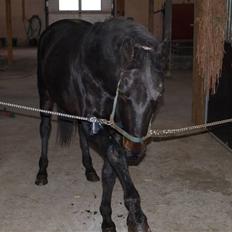 Traver Punky 