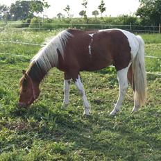 Pinto Lucky ( solgt )