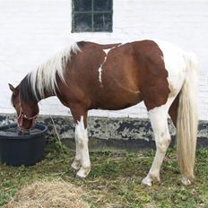 Pinto Lucky ( solgt )