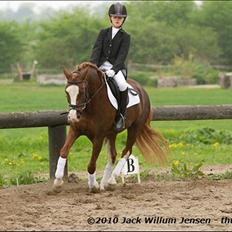 Anden særlig race Look at Me R.I.P Himmelhest