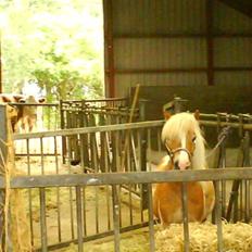 Shetlænder Skovlundegårds Dublo<333