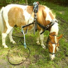 Shetlænder Skovlundegårds Dublo<333