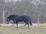 Dartmoor Jarrick - Og traver xD<3.