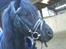 Dartmoor Jarrick - Savner dig :´).