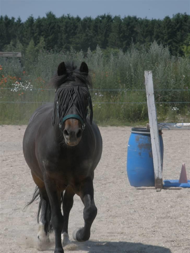 Anden særlig race Fandango SOLGT!! :'( - Jeg elsker mit fluenet, det holder næsten alle væk:D! Foto; LLJ. billede 14