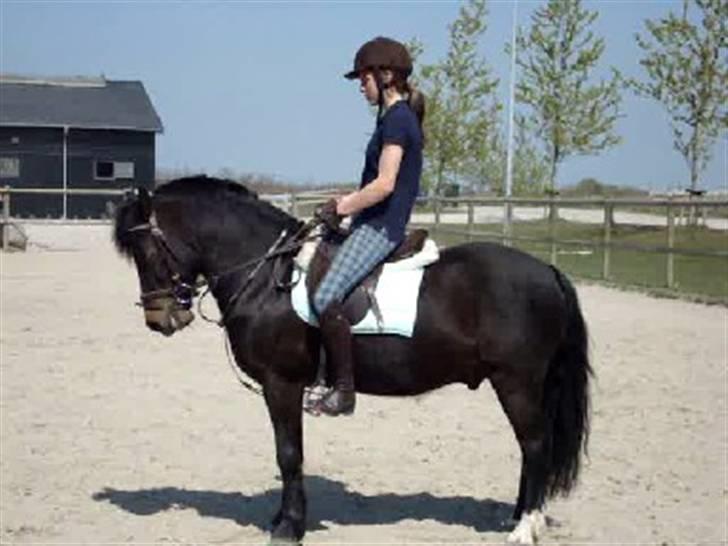 Anden særlig race Fandango SOLGT!! :'( - Jeg elsker at stå stille, men der øvede vi tilbagetrædning :) -Foto; Ulla.  billede 16