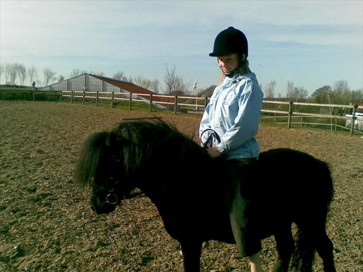 Shetlænder flaubert - ja hvad kan man sige billede 9