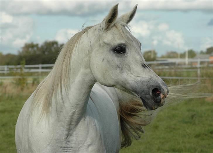 Arabisk fuldblod (OX) *Ballerina OX* *R.I.P.* 15-02-07 - Foto: Jani Pedersen  billede 9
