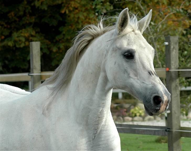 Arabisk fuldblod (OX) *Ballerina OX* *R.I.P.* 15-02-07 - Foto: Jani Pedersen  billede 10