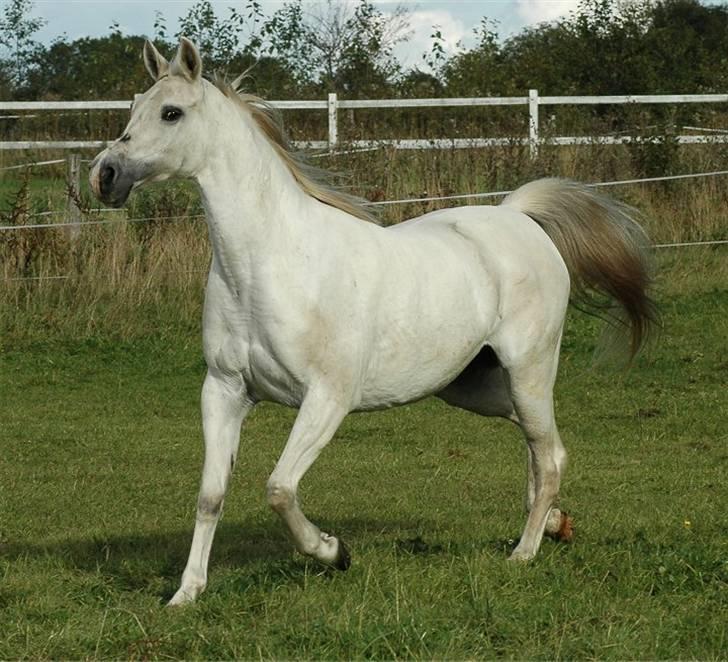 Arabisk fuldblod (OX) *Ballerina OX* *R.I.P.* 15-02-07 - Foto: Jani Pedersen  billede 11