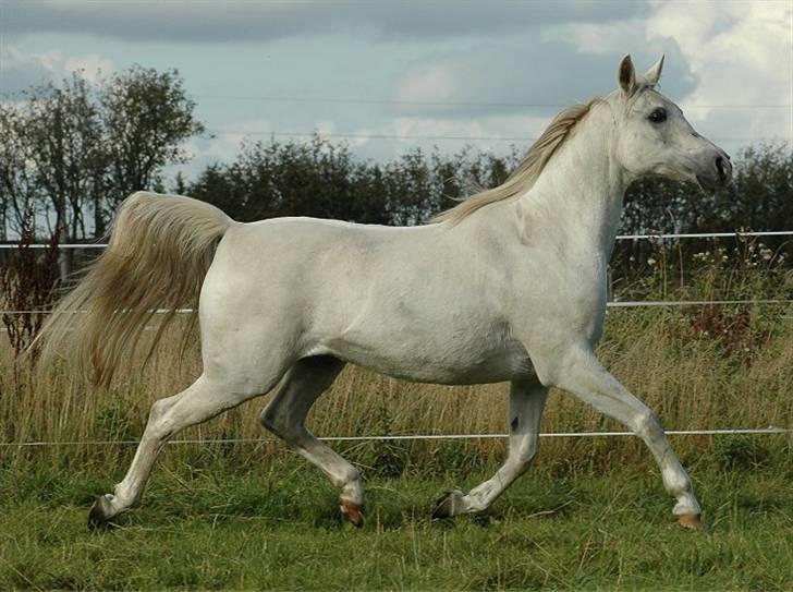 Arabisk fuldblod (OX) *Ballerina OX* *R.I.P.* 15-02-07 - Foto: Jani Pedersen  billede 12