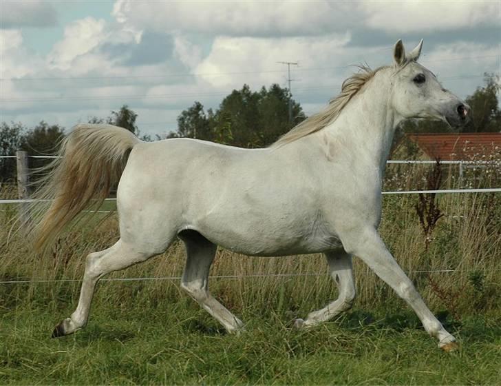 Arabisk fuldblod (OX) *Ballerina OX* *R.I.P.* 15-02-07 - Foto: Jani Pedersen  billede 13