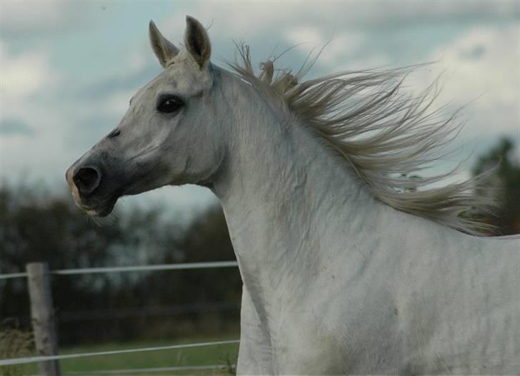 Arabisk fuldblod (OX) *Ballerina OX* *R.I.P.* 15-02-07 - Foto: Jani Pedersen  billede 14