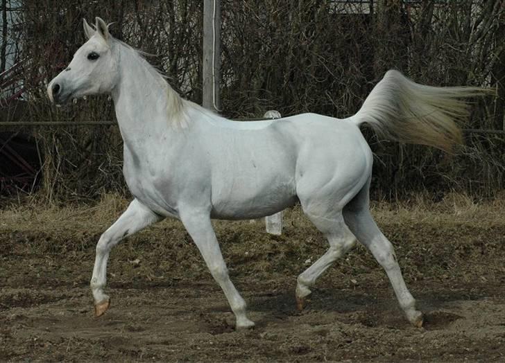 Arabisk fuldblod (OX) *Ballerina OX* *R.I.P.* 15-02-07 - Foto: Jani Pedersen  billede 15