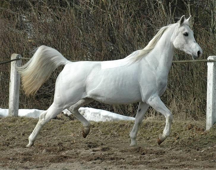 Arabisk fuldblod (OX) *Ballerina OX* *R.I.P.* 15-02-07 - Foto: Jani Pedersen  billede 16