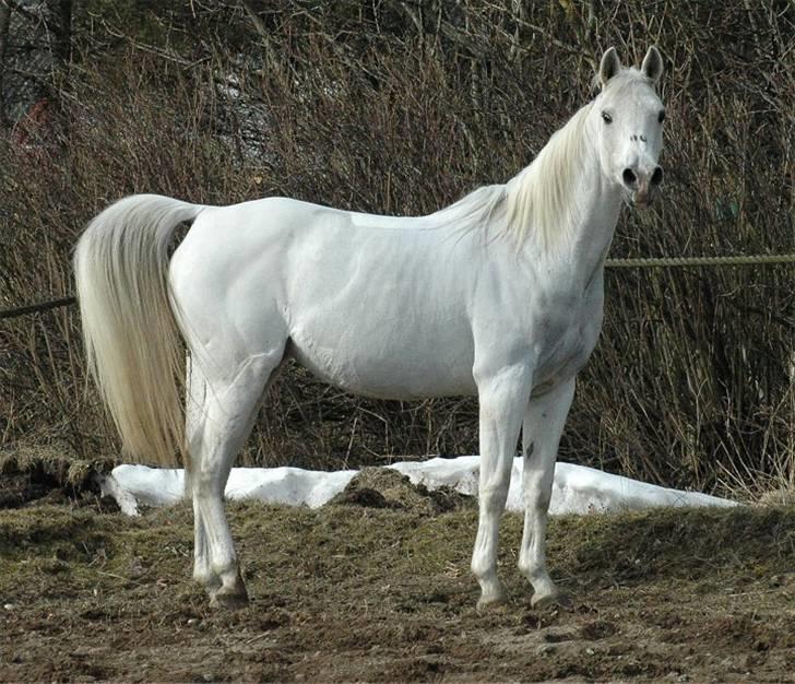 Arabisk fuldblod (OX) *Ballerina OX* *R.I.P.* 15-02-07 - Foto: Jani Pedersen  billede 17
