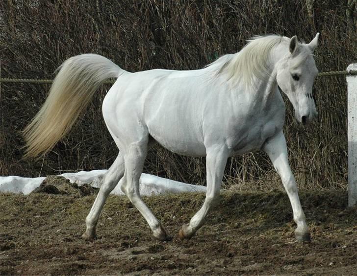 Arabisk fuldblod (OX) *Ballerina OX* *R.I.P.* 15-02-07 - Foto: Jani Pedersen  billede 18