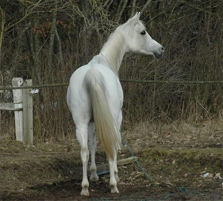 Arabisk fuldblod (OX) *Ballerina OX* *R.I.P.* 15-02-07 - Foto: Jani Pedersen  billede 19